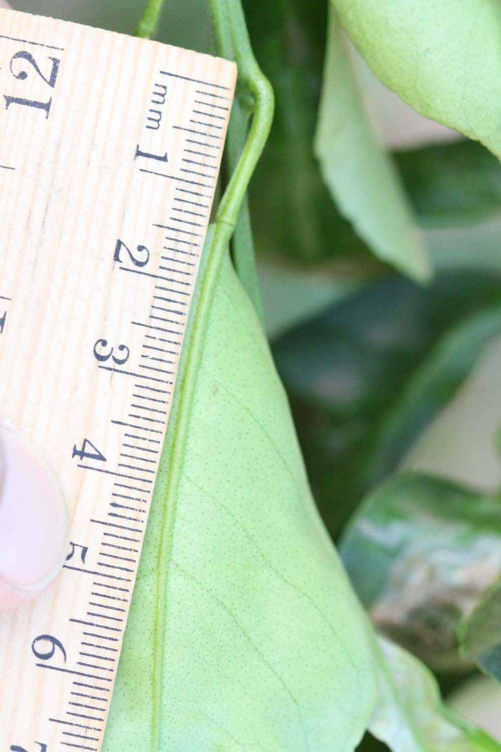              Unifoliolate leaf (Riverside, CA)       